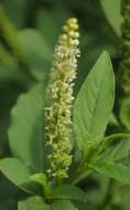 Image of tropical pokeweed