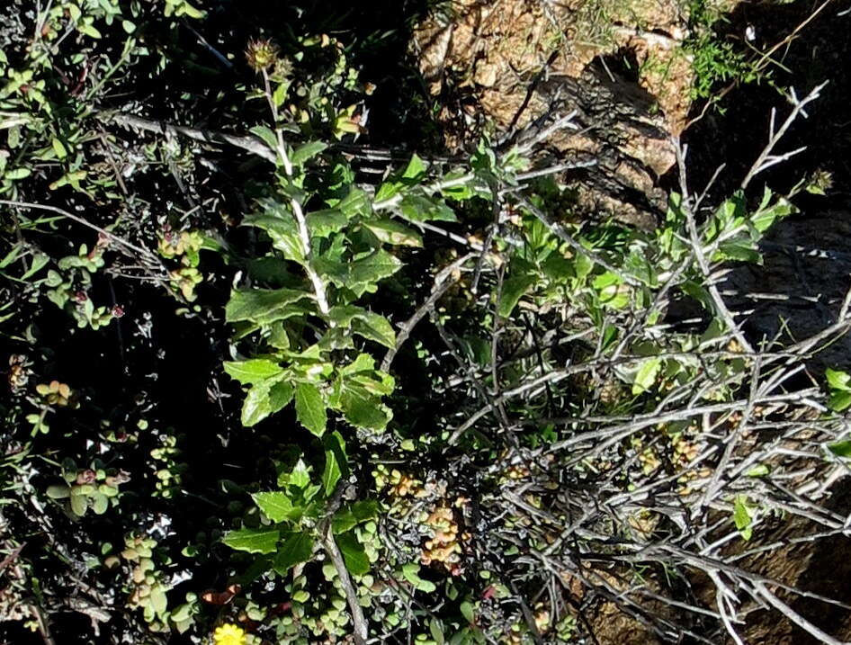 Image of Berkheya fruticosa (L.) Ehrh.