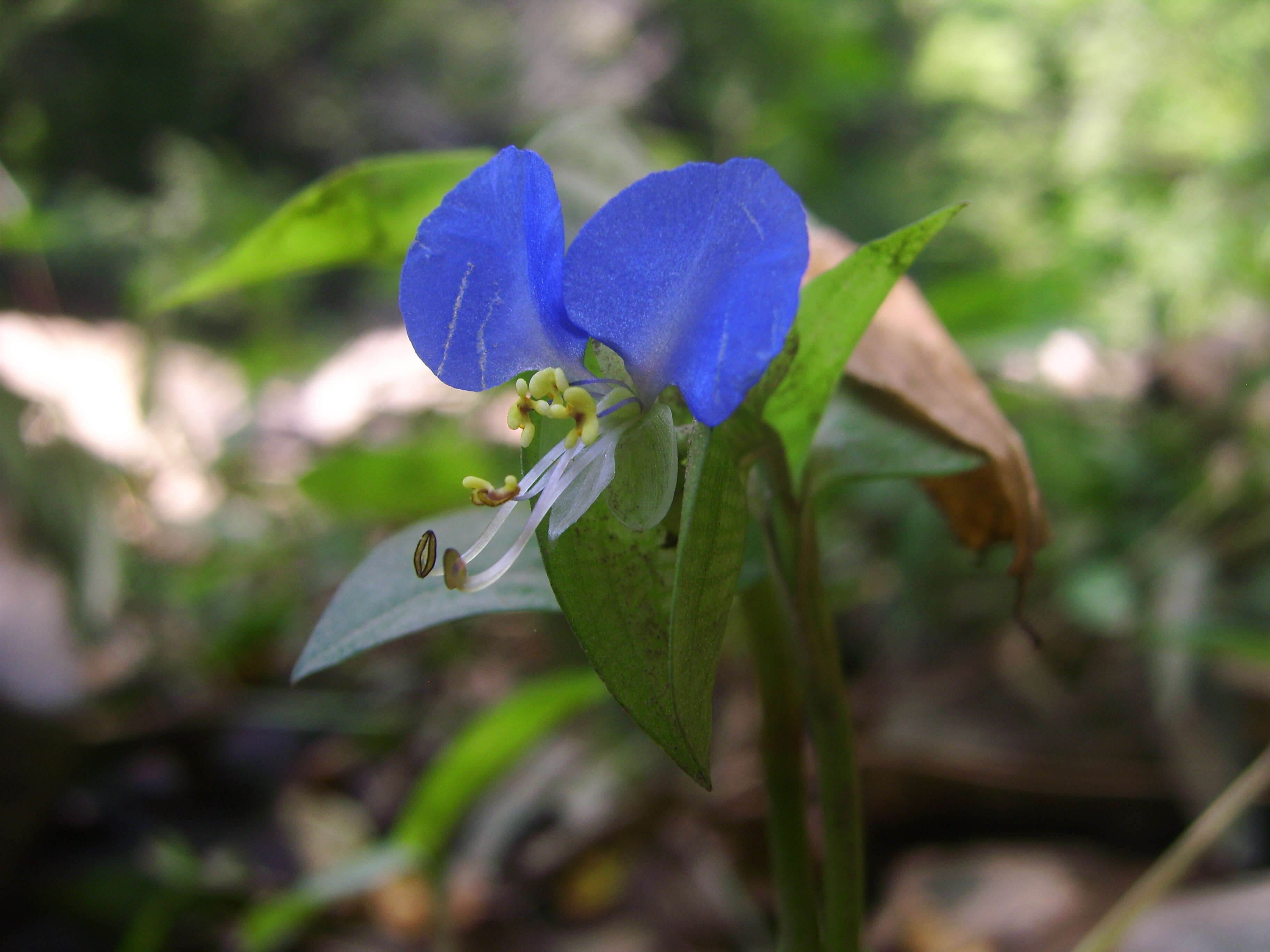 Image of Asiatic dayflower