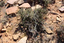 Image of Pentzia quinquefida (Thunb.) Less.