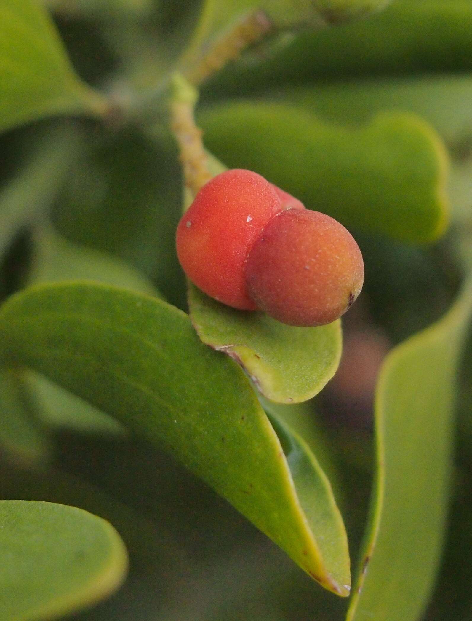 Image of Exocarpos latifolius R. Br.