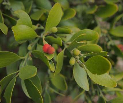 Image of Exocarpos latifolius R. Br.