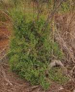 Plancia ëd Chenopodium nutans (R. Br.) S. Fuentes & Borsch