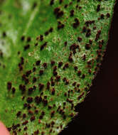 Plancia ëd Puccinia vincae (DC.) Berk. 1836