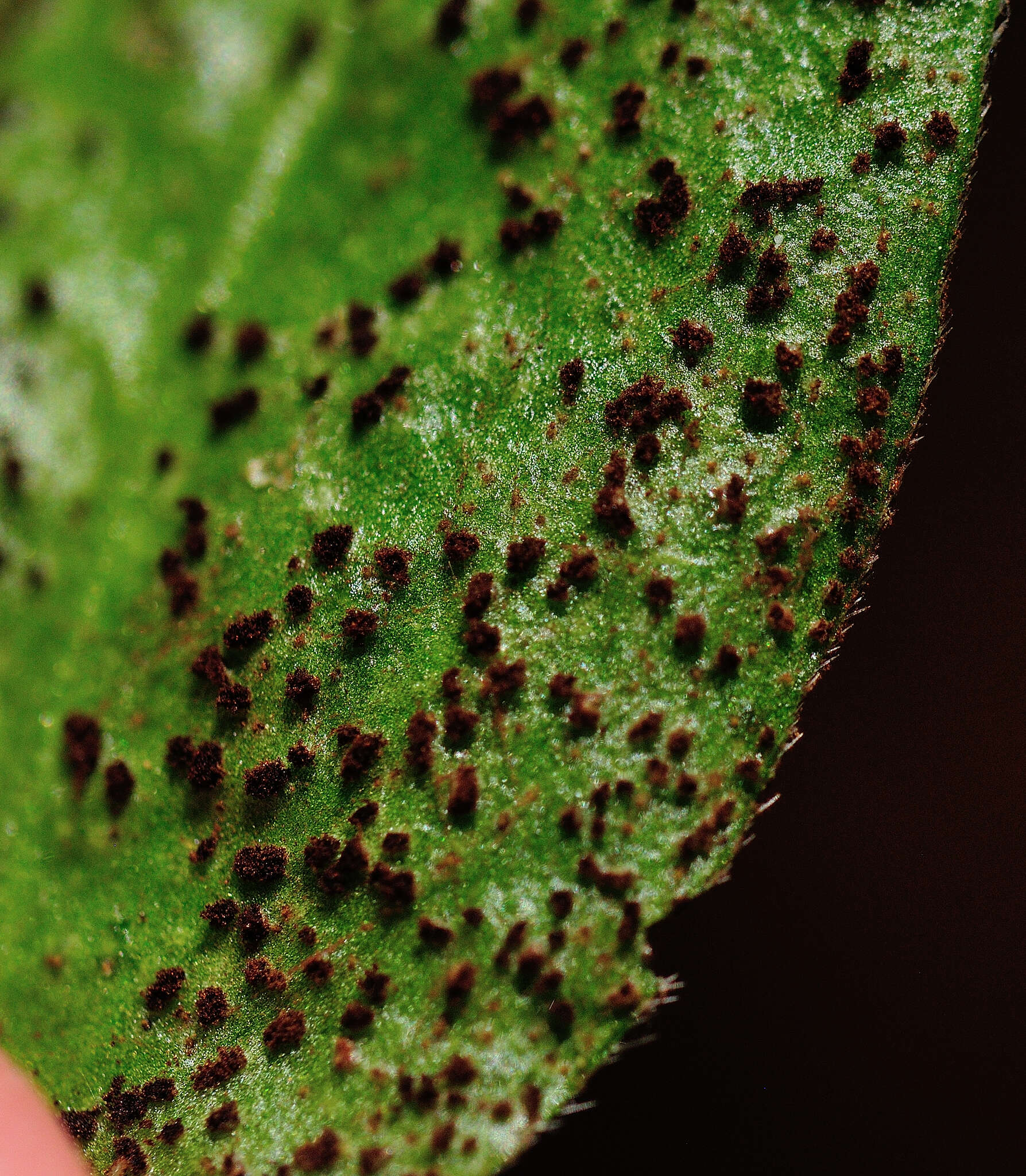 Plancia ëd Puccinia vincae (DC.) Berk. 1836