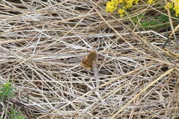 Image of Heath bee-fly