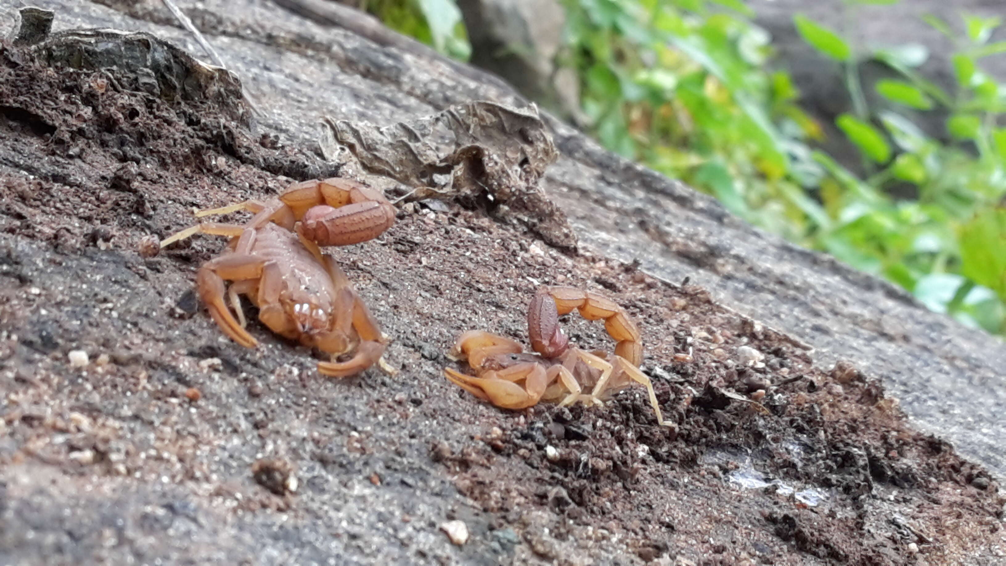 Image of Arizona Bark Scorpion