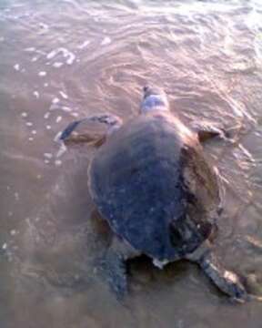 Image of Ridley sea turtles