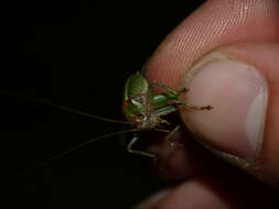 Image of Antaxius (Chopardius) chopardi Morales-Agacino 1936