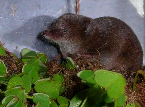 Image of Iberian Shrew