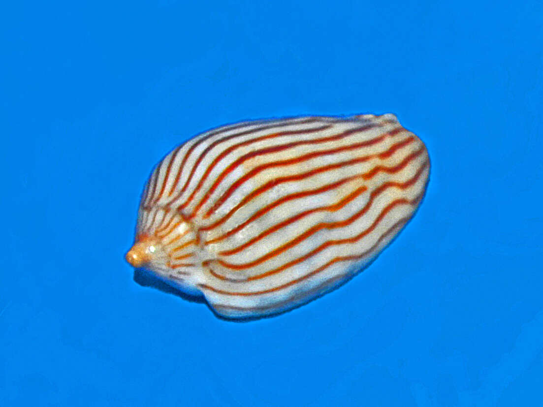 Image de Amoria zebra (Leach 1814)