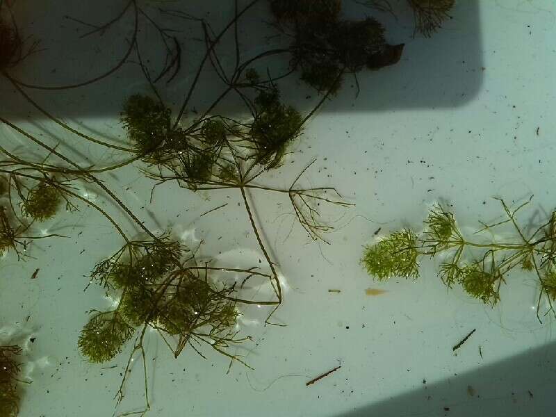 Image of Compact Stonewort