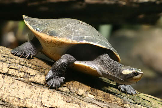 Image of Jardine River Turtle