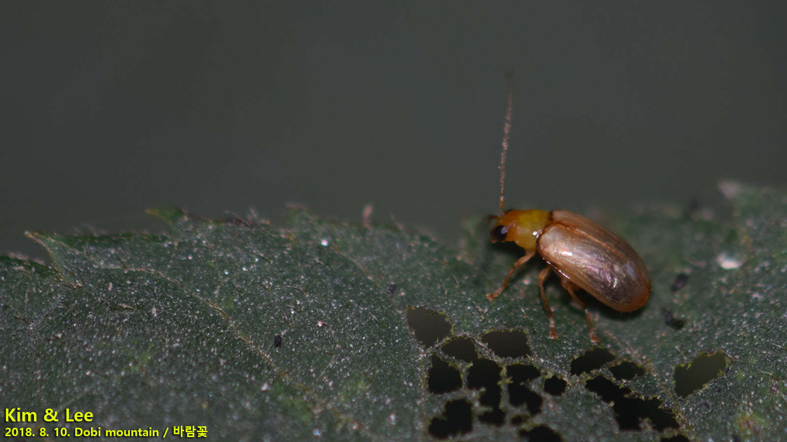 Image of <i>Monolepta shirozui</i>