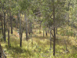 Imagem de Eucalyptus tereticornis Sm.