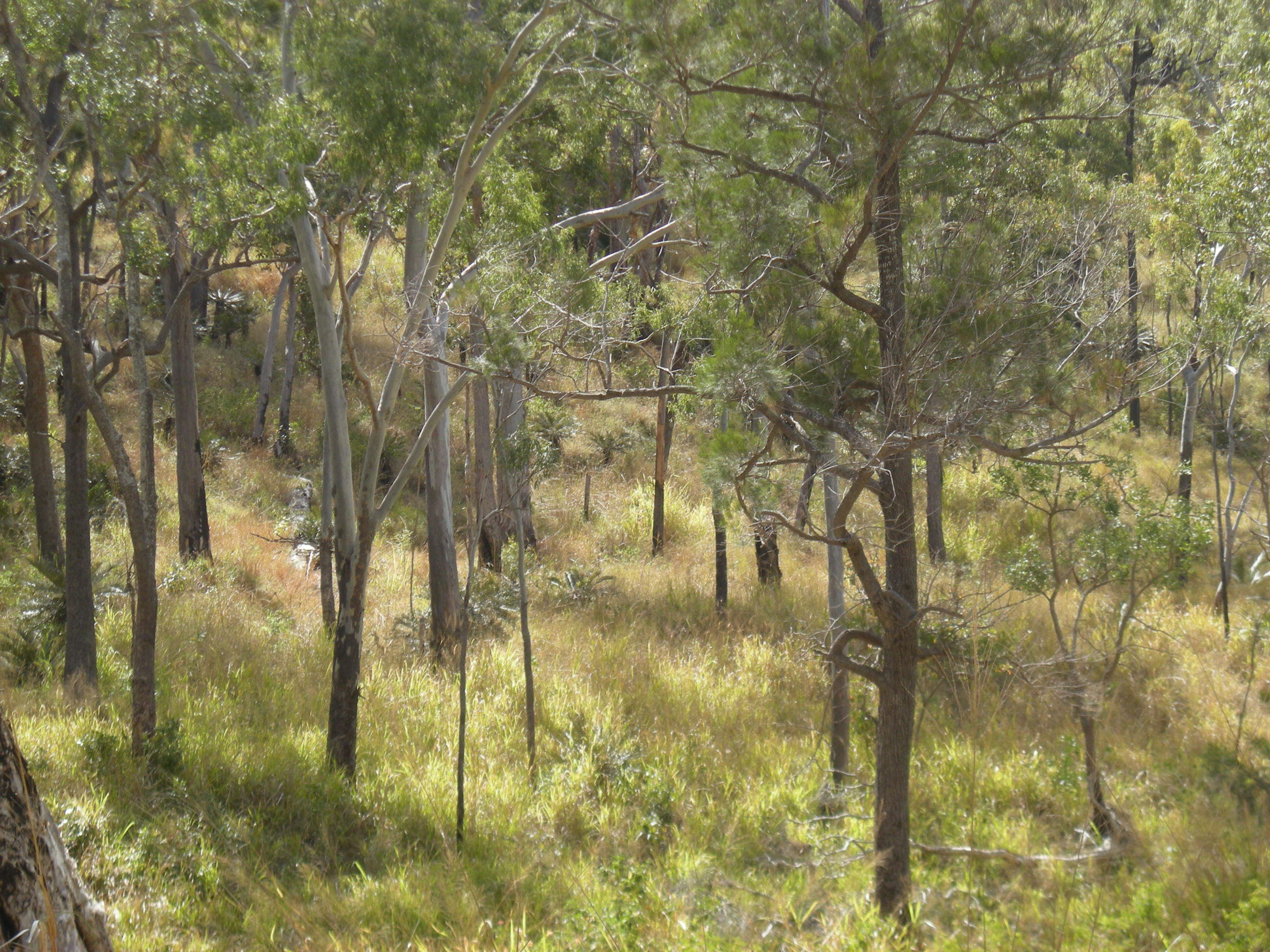 Image of forest redgum