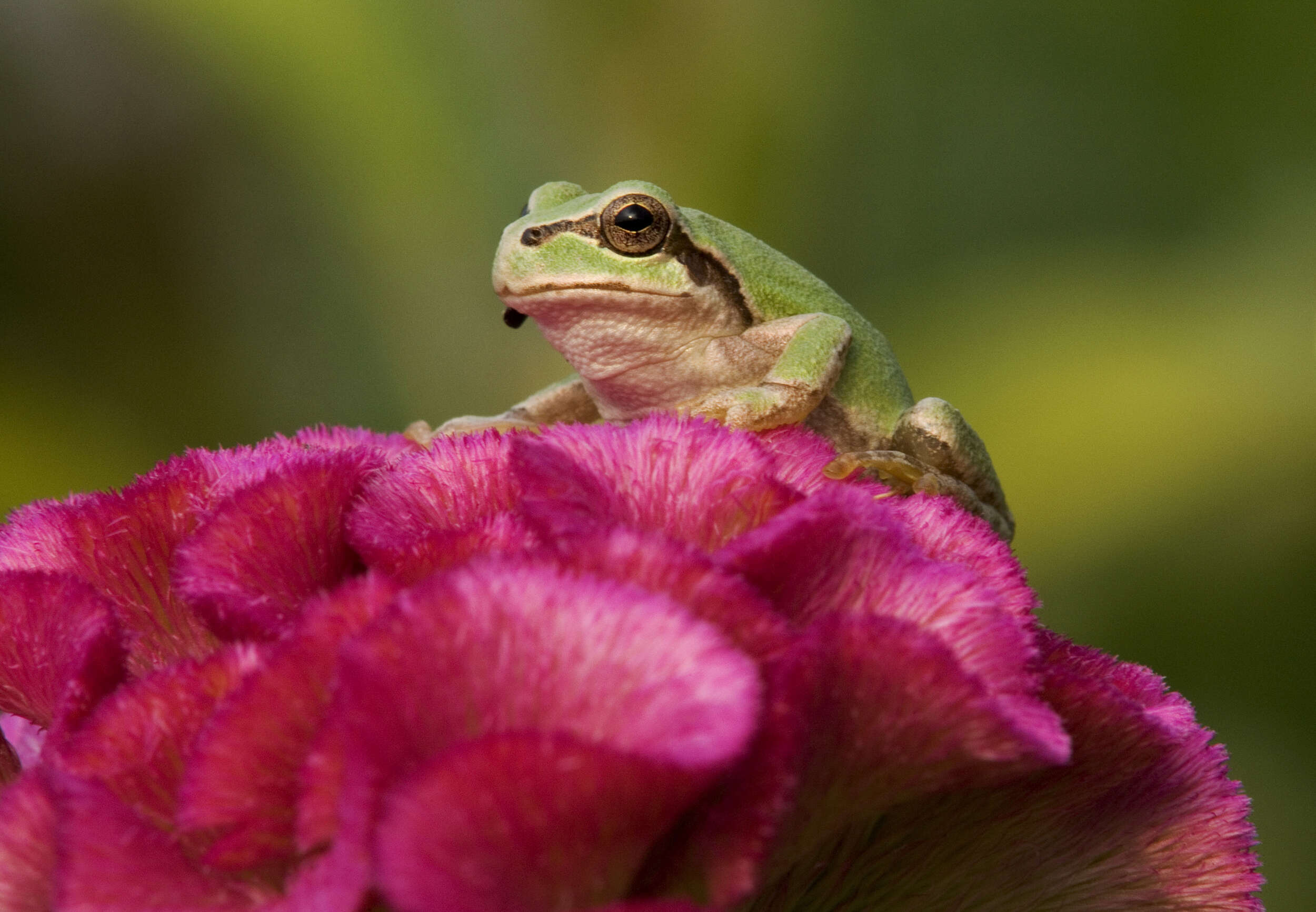 Image of Japanese Tree Frog