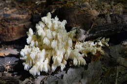 Image of Hericium clathroides (Pall.) Pers. 1797