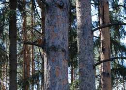 Image of Scotch Pine