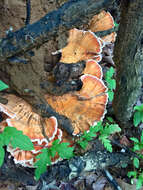 Image of Bracket Fungus