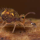 Image de Dicyrtomina ornata (Nicolet & H 1842)