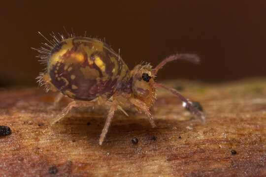 Image of Dicyrtomina ornata (Nicolet & H 1842)