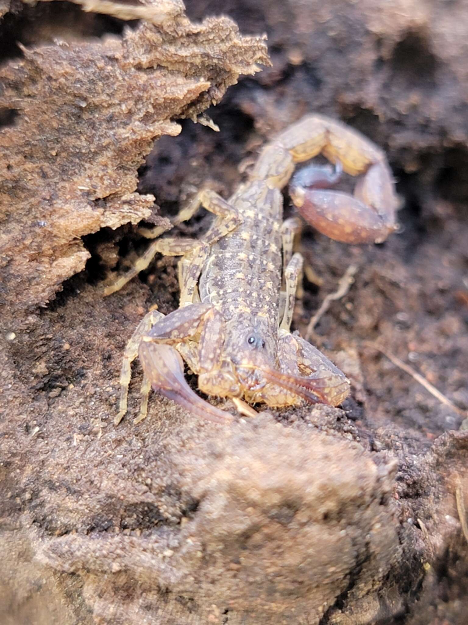 Image of Tityus ocelote Francke & Stockwell 1987