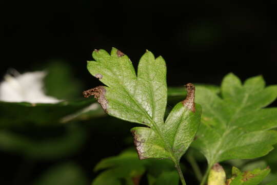 Sivun Phyllonorycter oxyacanthae (Frey 1855) kuva