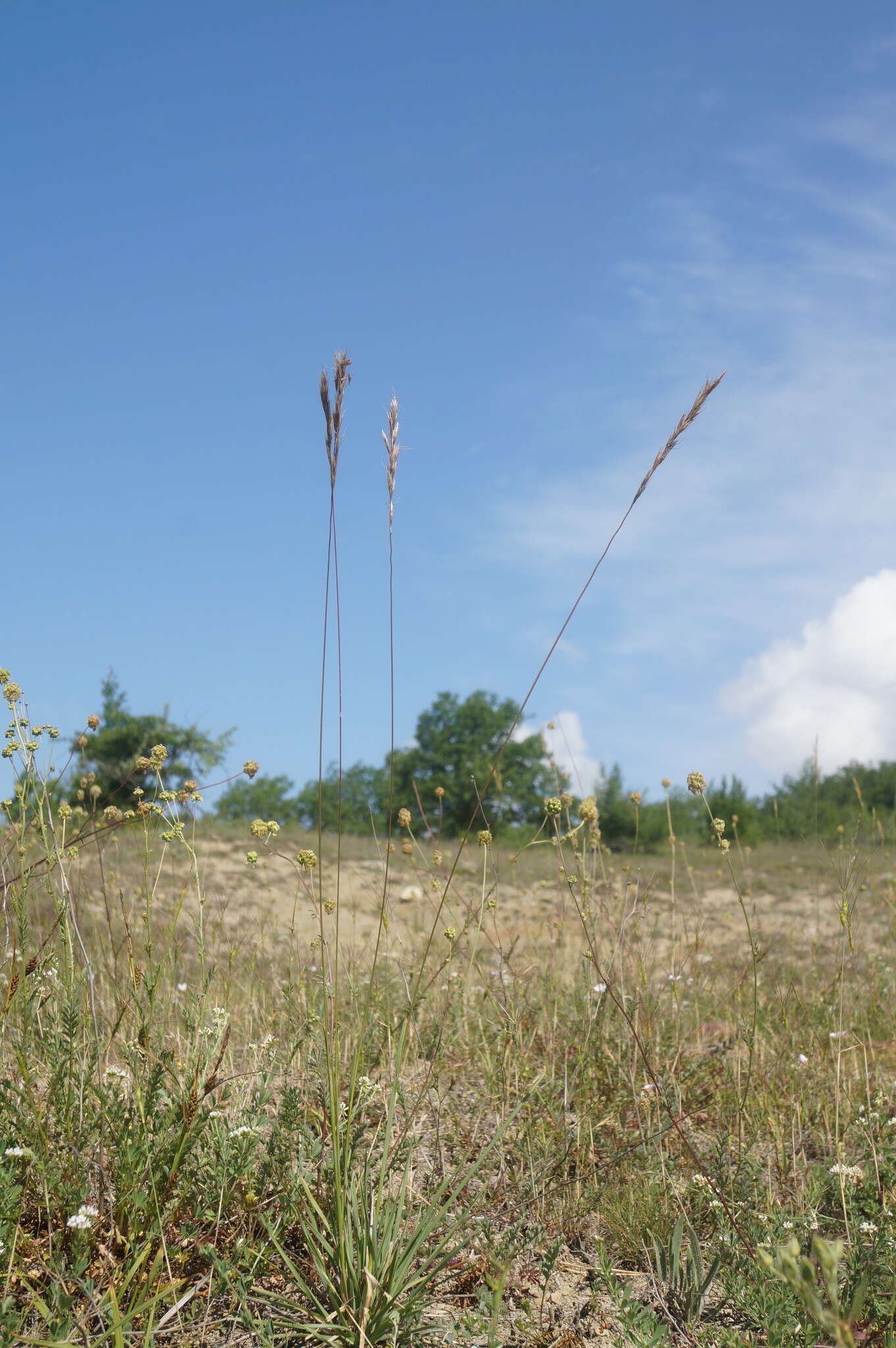 صورة Helictochloa compressa (Heuff.) Romero Zarco