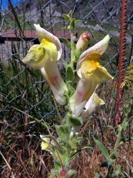 Image of Antirrhinum braun-blanquetii Rothm.