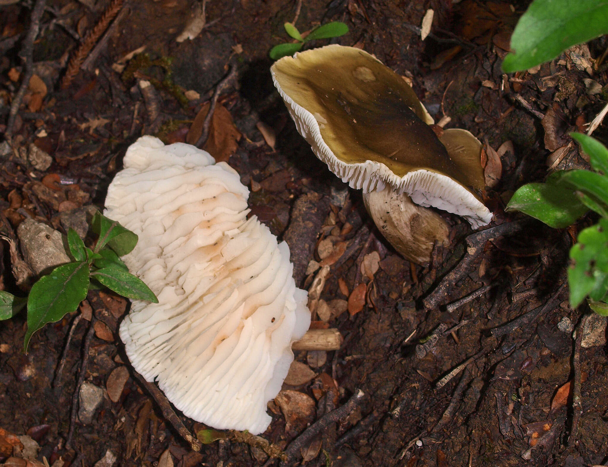 Tricholoma viridiolivaceum G. Stev. 1964的圖片