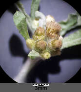 Image of Low cudweed