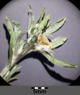 Image of Low cudweed