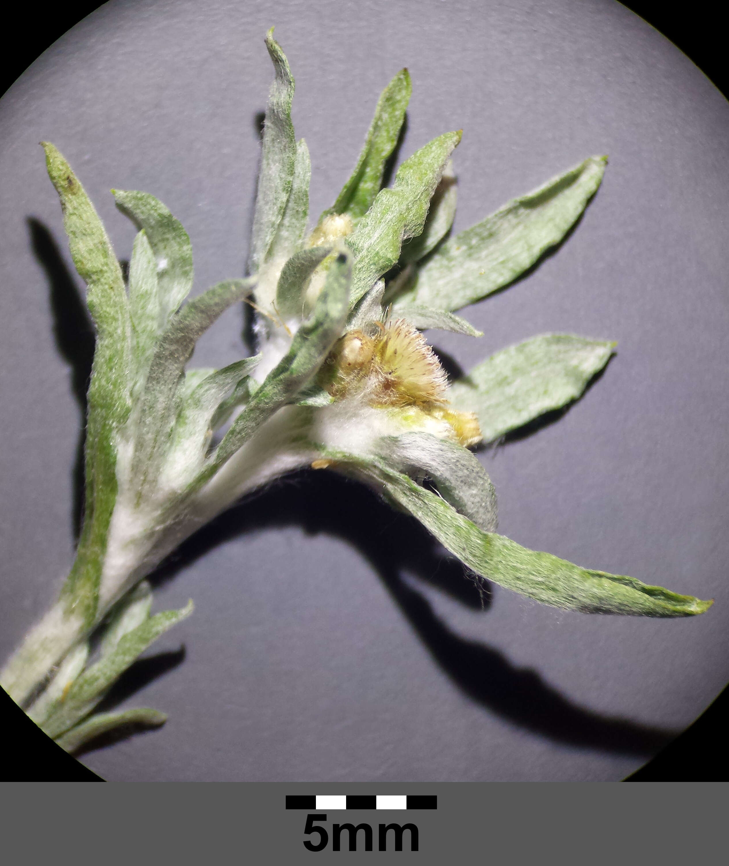 Image of Low cudweed