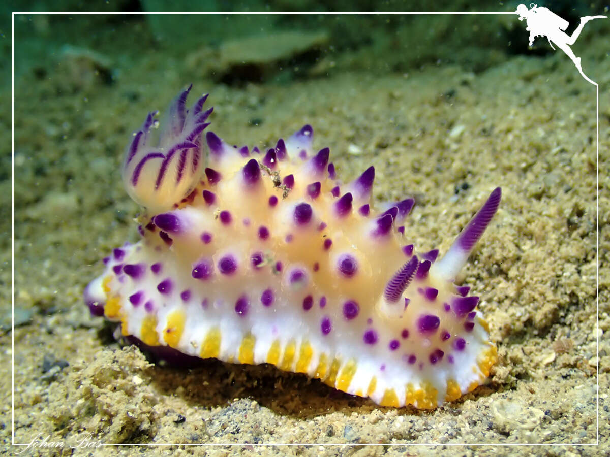 Image of Purple tipped multi-pustuled slug