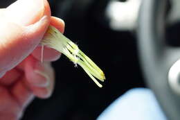 Image of remarkable goatsbeard