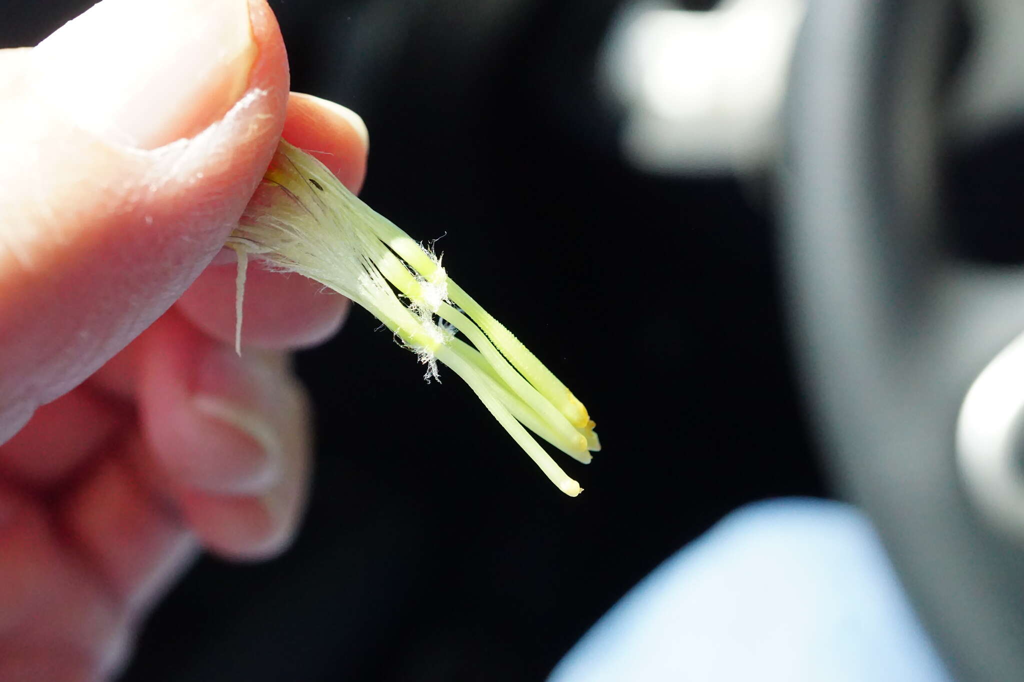 Image of remarkable goatsbeard