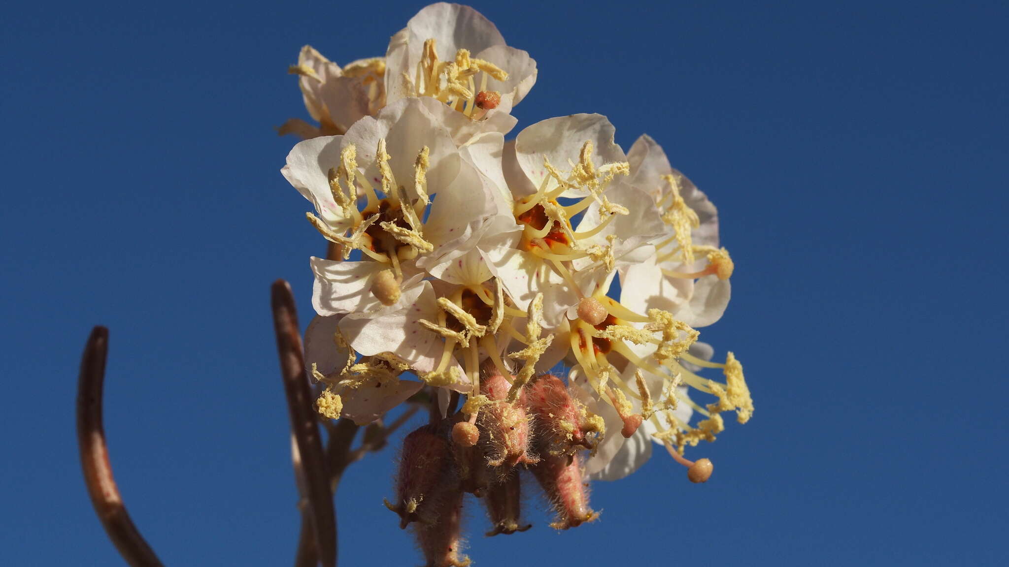 Imagem de Chylismia claviformis subsp. peirsonii (Munz) W. L. Wagner & Hoch