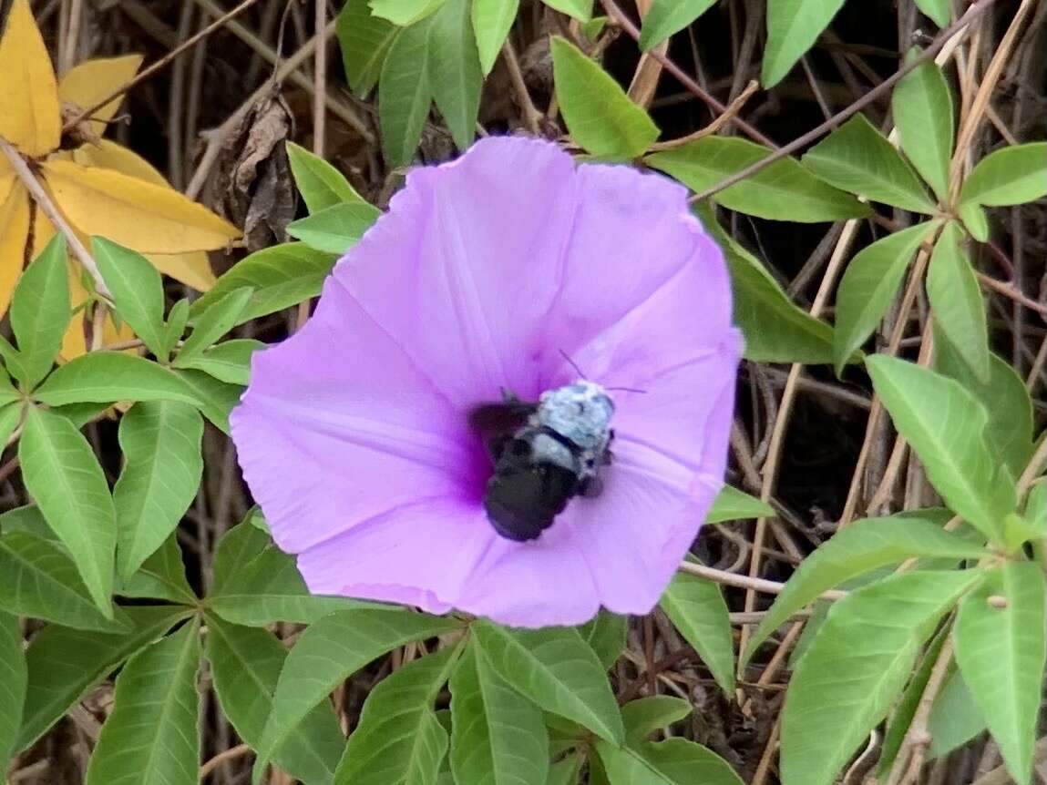 Image de Xylocopa abbotti (Cockerell 1909)