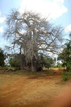 Image of African Baobab