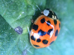 Image of Harmonia axyridis (Pallas 1773)