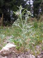 Image of Low cudweed