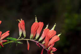 Слика од Castilleja ortegae Standley