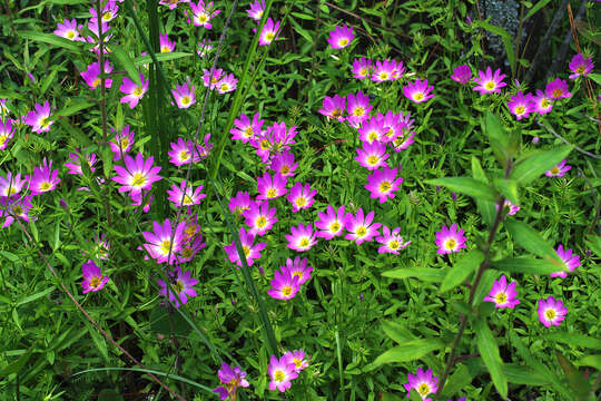 Image of marsh rose gentian