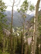 Image of quaking aspen