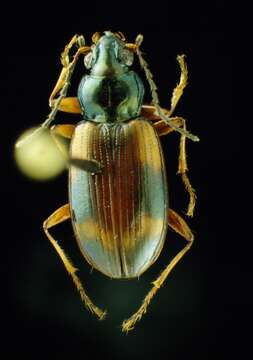 Image of Bembidion (Peryphus) transversale Dejean 1831