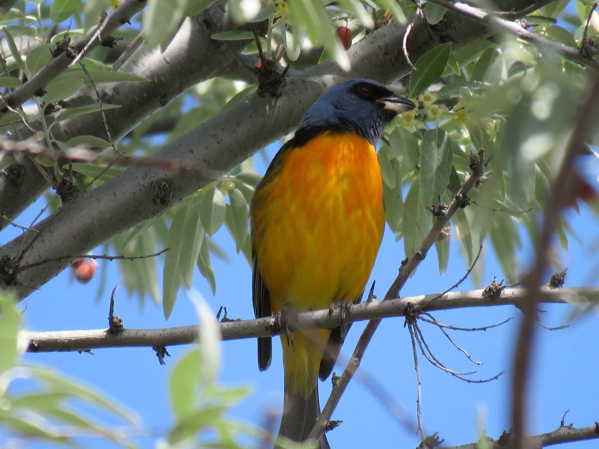 Image of Blue-and-yellow Tanager