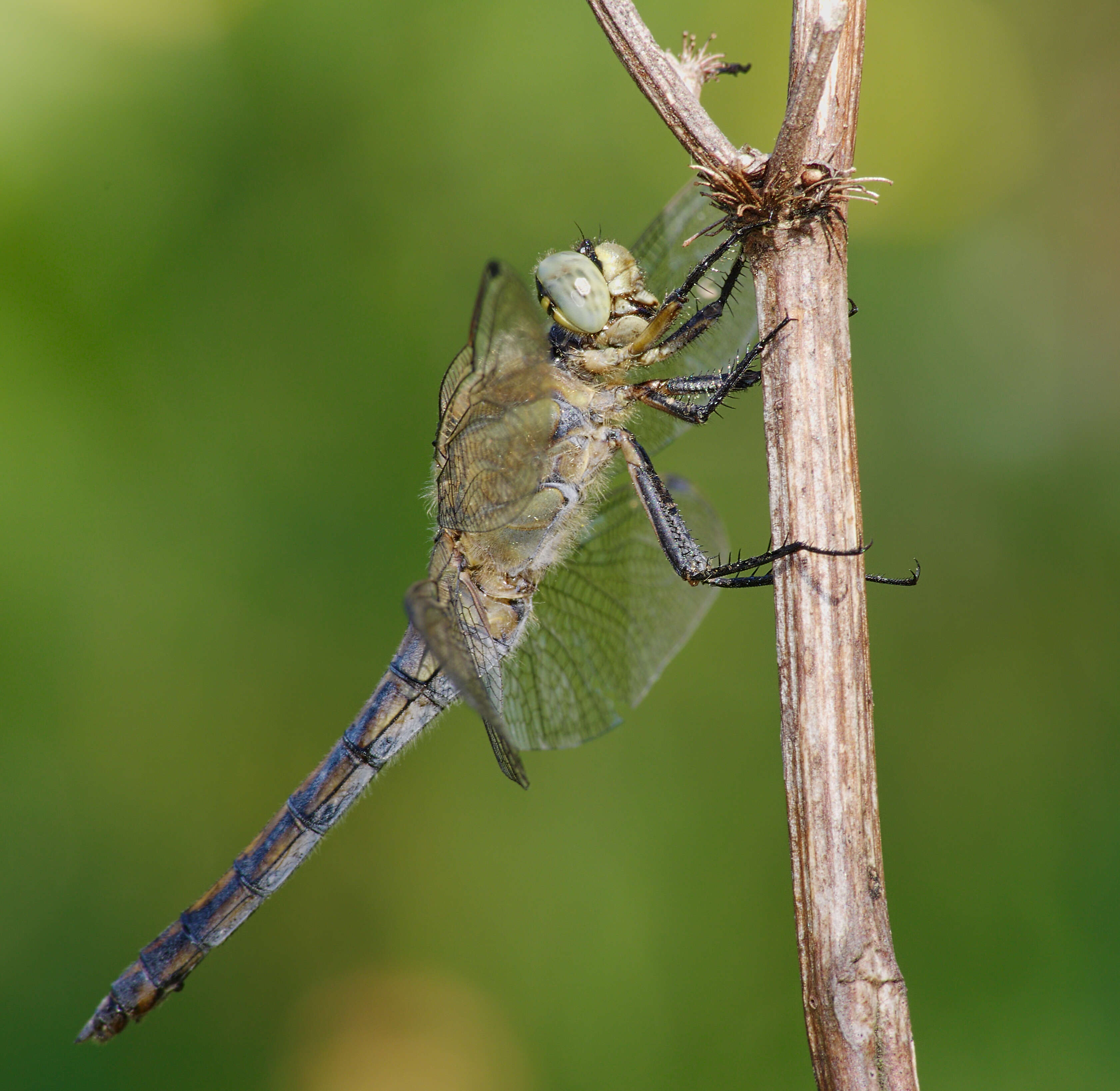 Image of Black-tailed Skimmer