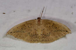 Image of Strepsigonia diluta Warren 1897