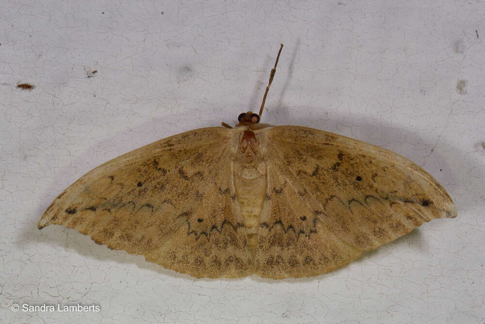 Image of Strepsigonia diluta Warren 1897